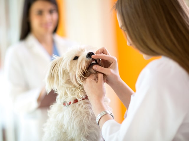 Dental Care | Arkansas Veterinary Specialists & Emergency | Little Rock, Arkansas Veterinarian